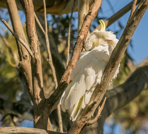 Sulphur crested Cockatoo, Elster Creek, Elsternwick, Victoria 19 Nov 2016