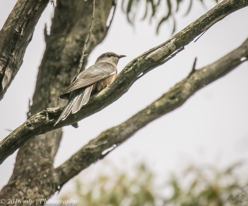 Brush Cuckoo, Adams Creek Reserve, Nyora, Victoria, 4 Dec 2016
