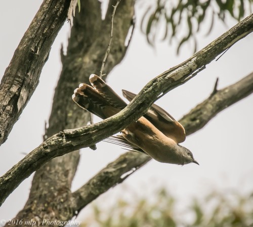Brush Cuckoo, Adams Creek Reserve, Nyora, Victoria, 4 Dec 2016