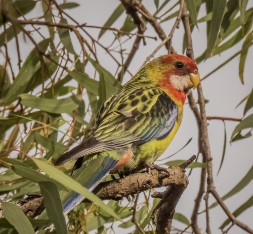 Eastern Rosella, Elster Creek, Elsternwick, Vic, 5 Dec 2016