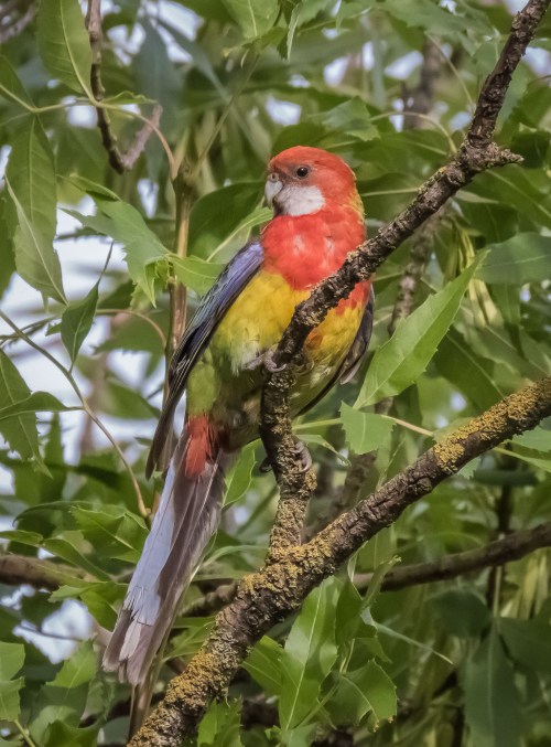 Eastern Rosella, Elster Creek, Elsternwick, Vic, 5 Dec 2016