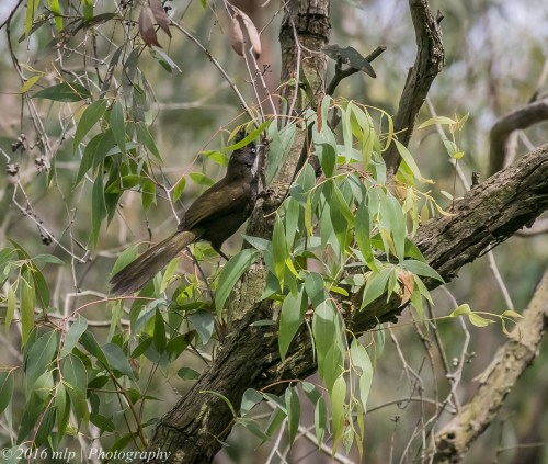 Eastern Whipbird, Adams Creek Reserve, Nyora, Victoria, 4 Dec 2016