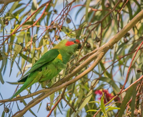 Musk Lorikeet, Elsternwick Park, Elsternwick, Vict, 3 Dec 2016