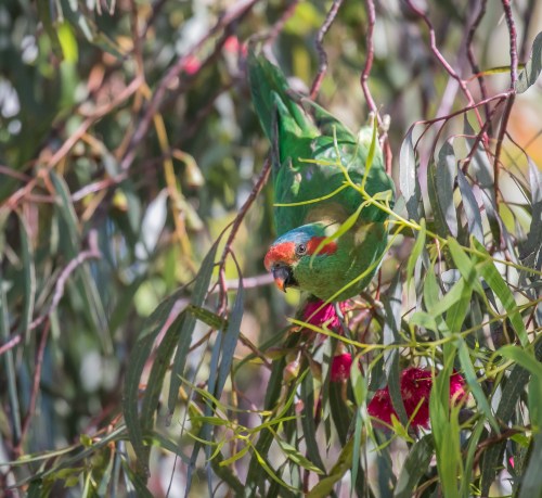 Musk Lorikeet, Elsternwick Park, Elsternwick, Vict, 3 Dec 2016