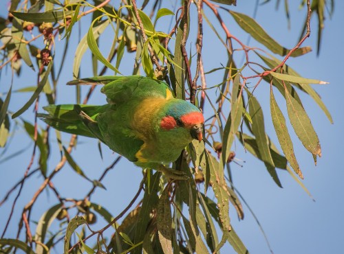 Musk Lorikeet, Elsternwick Park, Elsternwick, Vict, 3 Dec 2016