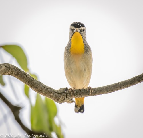 Spotted Pardalote, Adams Creek Reserve, Nyora, Victoria, 4 Dec 2016