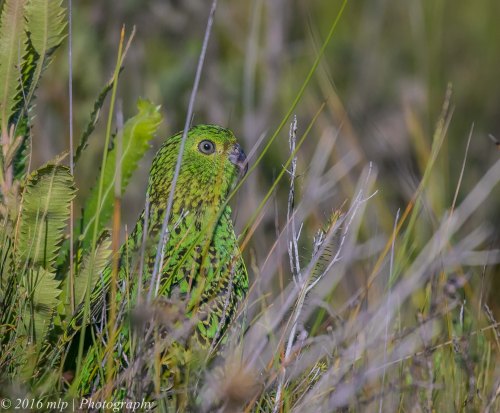 Eastern Ground Parrot, Shipwreck Creek, Mallacoota, Victoria, 18 Dec 2016.JPG