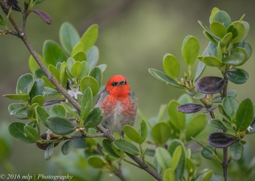 Scarlet Honeyeater, Mallacoota, Victoria, 18 Dec 2016