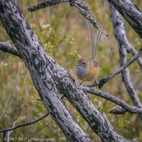 Southern Emu-wren, Shipwreck Creek, Mallacoota, Victoria 21 Dec 2016