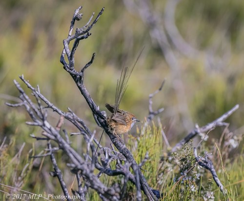 Southern Emu-wren, Shipwreck Creek, Mallacoota, Victoria 21 Dec 2016
