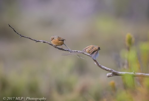 Southern Emu-wrens, Shipwreck Creek, Mallacoota, Victoria 21 Dec 2016