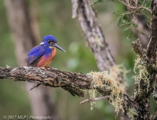 Azure Kingfisher, Gypsy point, Victoria, 20 Dec 2016
