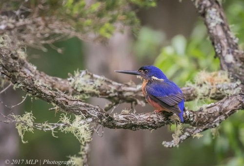 Azure Kingfisher, Gypsy point, Victoria, 20 Dec 2016
