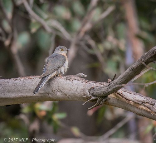 Fan-tailed Cuckoo, Shipwreck Creek, Mallacoota, Vic, 18 Dec 2016