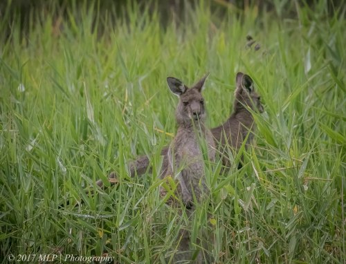 Grey Kangaroos, Gypsy Point, Victoria, 20 Dec 2016