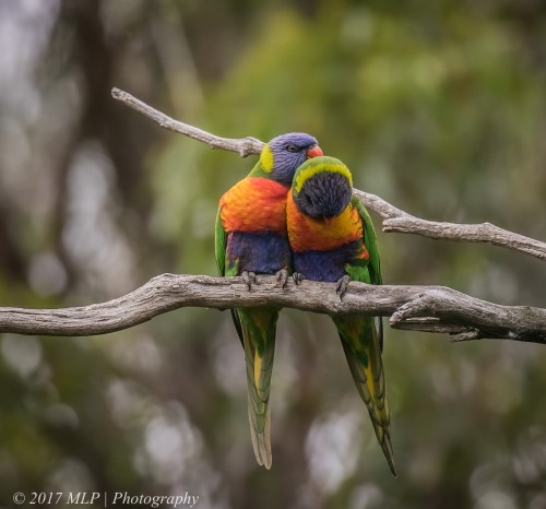Rainbow Lorikeet,  Karbeethong, Victoria, 20 Dec 2016