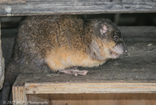 Rakali, St Kilda break water, Victoria 27 Dec 2016