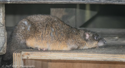 Rakali, St Kilda break water, Victoria 27 Dec 2016