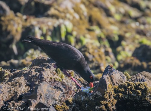 Sooty Oystercatcher, Bastian Point, Mallacoota, 20 Dec 2016