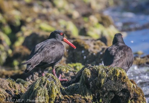 Sooty Oystercatcher, Bastian Point, Mallacoota, 20 Dec 2016