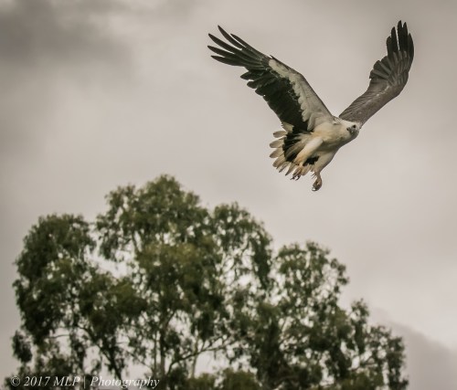 White-bellied Sea-eagle, Gypsy Point, Victoria, 20 Dec 2016