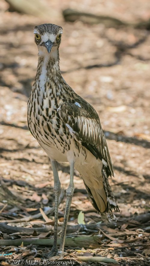 Bush Stone Curlew, Serendip Sanctuary, Lara, Victoria