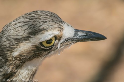 Bush Stone Curlew, Serendip Sanctuary, Lara, Victoria