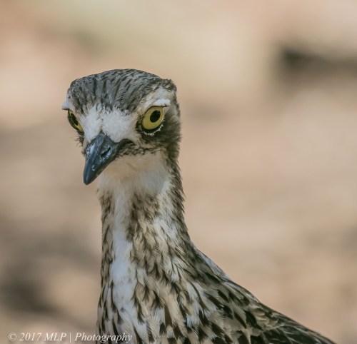 Bush Stone Curlew, Serendip Sanctuary, Lara, Victoria