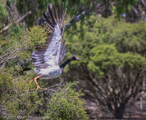 Magpie Goose, Serendip Sanctuary, Lara, Victoria