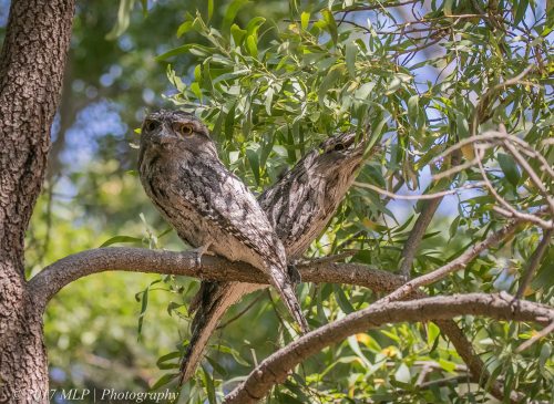 Tawny Frogmouths, Braeside Park, Victoria 5 Jan 2017