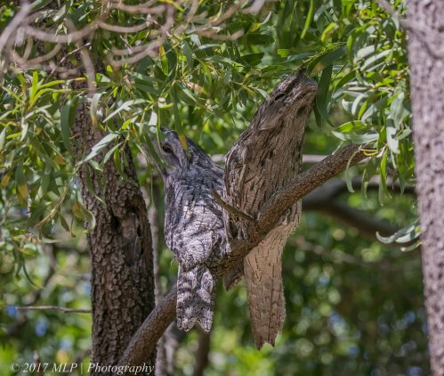 Tawny Frogmouths, Braeside Park, Victoria 5 Jan 2017