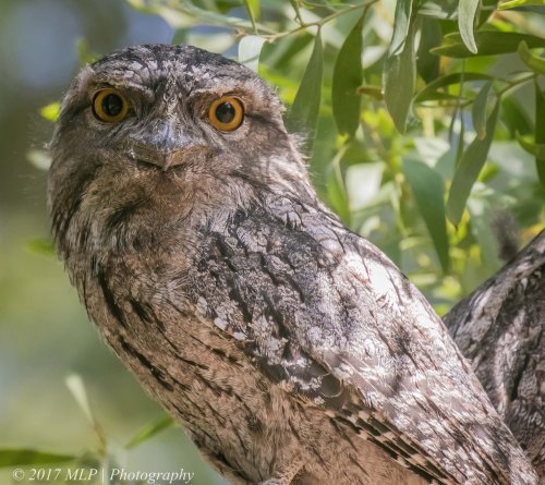 Tawny Frogmouths, Braeside Park, Victoria 5 Jan 2017