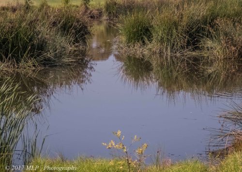 Elster Creek Wetlands, Elsternwick