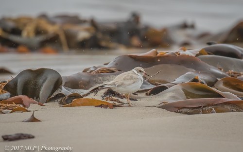 Juvenile Hooded Plover, Flinders Ocean Beach, Flinders, Vic