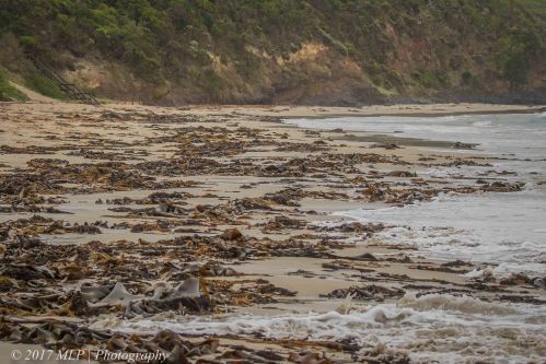 Second Cove, Flinders Ocean Beach, Flinders, Vic