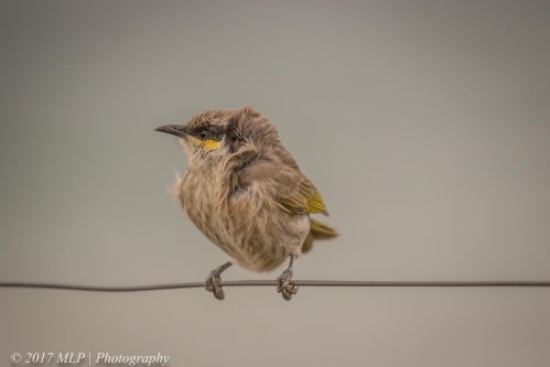 Singing Honeyeater, Flinders Ocean Beach, Flinders, Vic