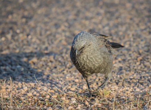Apostlebird, Hattah Kulkyne National Park, Vic