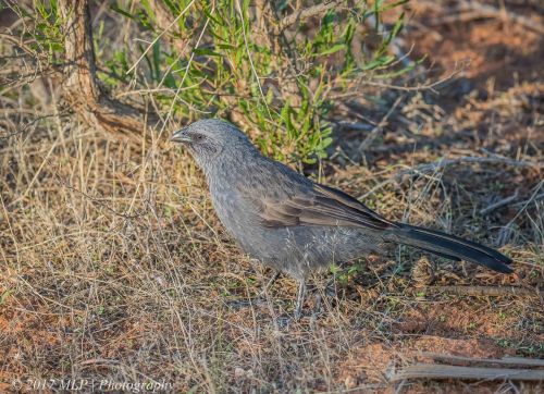 Apostlebird, Hattah Kulkyne National Park, Vic