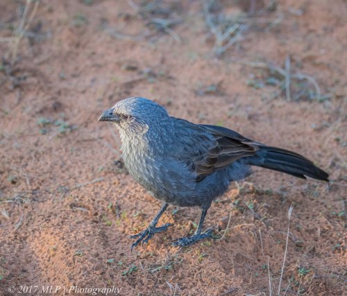 Apostlebird, Hattah Kulkyne National Park, Vic