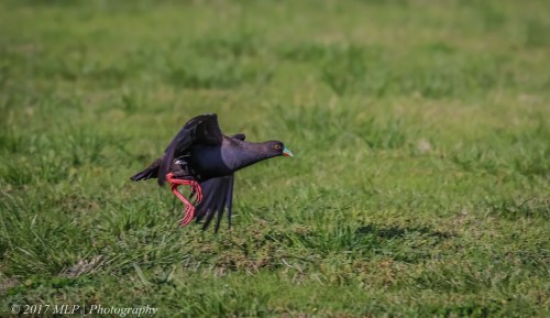 Black-tailed Native-hen, Jawbone Flora and Fauna Reserve, Williamstown