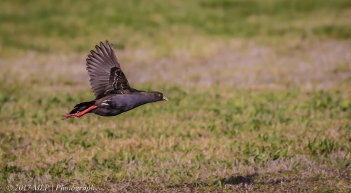 Black-tailed Native-hen, Jawbone Flora and Fauna Reserve, Williamstown