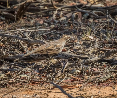 Chestnut Quail-thrush, Konardin Track, Hattah Kulkyne National Park, Vic