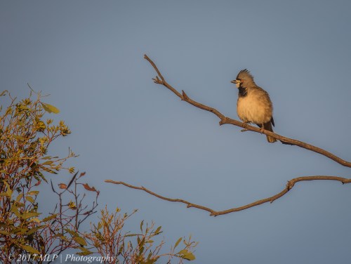 Crested Bellbird, Nowingi Track, Hattah Kulkyne National Park, Vic