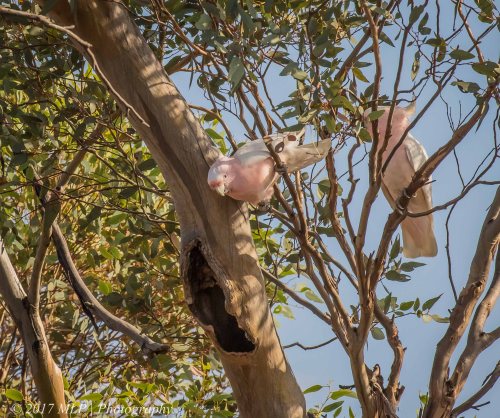 Major Mitchell Cockatoo, Konardin Track, Hattah Kulkyne National Park, Vic