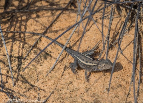 Mallee Dragon, Nowingi Track, Hattah Kulkyne National Park, Vic