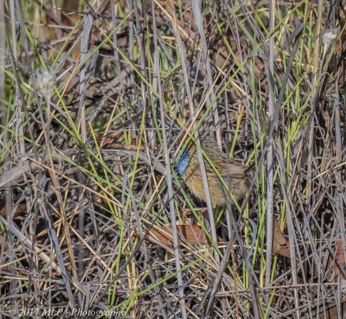 Mallee Emu-wren, Nowingi Track, Hattah Kulkyne National Park, Vic