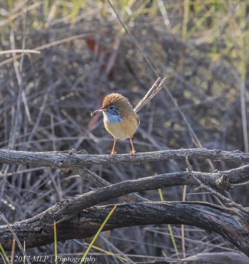 Mallee Emu-wren, Nowingi Track, Hattah Kulkyne National Park, Vic