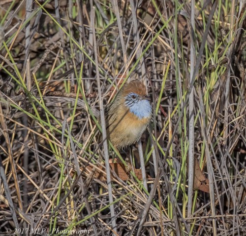 Mallee Emu-wren, Nowingi Track, Hattah Kulkyne National Park, Vic