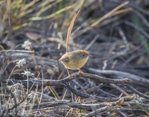 Mallee Emu-wren, Nowingi Track, Hattah Kulkyne National Park, Vic