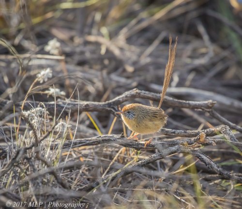 Mallee Emu-wren, Nowingi Track, Hattah Kulkyne National Park, Vic
